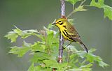 Prairie Warbler